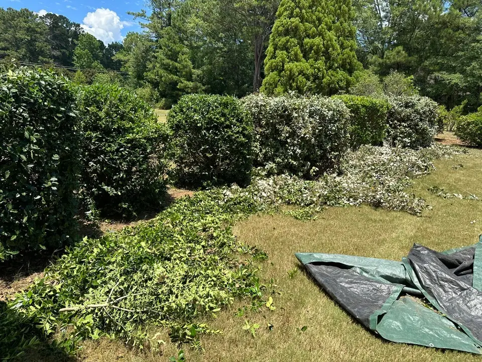 A row of freshly trimmed shrubs with clippings spread across the lawn and a tarp laid out for cleanup