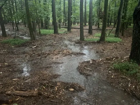 Rainwater running across the floor of a wooded common area between pine trees